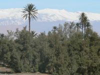 Oasis de Nakhl