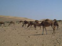 SaharaOccidental_01 SaharaOccidental_01