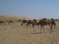 Merveilles du Sahara Occidental