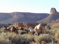 Chegaga_dc_2017_046 Chegaga_dc_2017_046